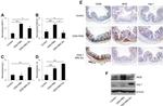 Arginase 1 Antibody in Western Blot, Immunohistochemistry (WB, IHC)