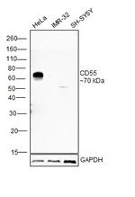 CD55 Antibody