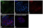 Cytokeratin 5 Antibody in Immunocytochemistry (ICC/IF)