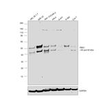 PBX1 Antibody in Western Blot (WB)