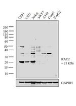 RAC2 Antibody