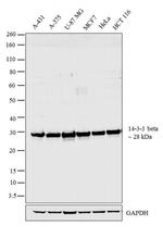 14-3-3 beta Antibody in Western Blot (WB)