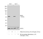 IRAK4 Antibody in Western Blot (WB)