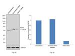 IRAK4 Antibody in Western Blot (WB)