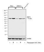 GRP78 Antibody in Western Blot (WB)