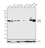 CRMP2 Antibody in Western Blot (WB)