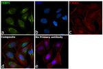 FKBP5 Antibody in Immunocytochemistry (ICC/IF)