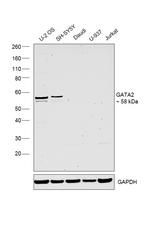 GATA2 Antibody