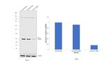 Syntaxin 1 Antibody