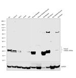 TAGLN Antibody