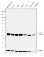 TNFRSF14 Antibody in Western Blot (WB)