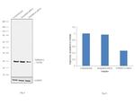 TNFRSF14 Antibody in Western Blot (WB)