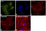 Bub3 Antibody in Immunocytochemistry (ICC/IF)