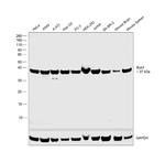 Bub3 Antibody in Western Blot (WB)