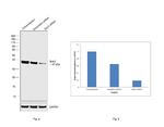 Bub3 Antibody in Western Blot (WB)