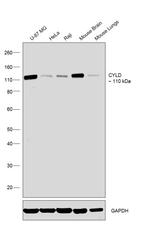 CYLD Antibody in Western Blot (WB)