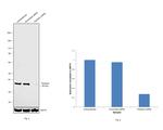 Fibrillarin Antibody in Western Blot (WB)