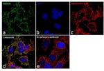 HADHA Antibody in Immunocytochemistry (ICC/IF)