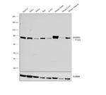 HADHA Antibody in Western Blot (WB)