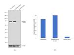 HADHA Antibody in Western Blot (WB)