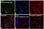 Monoamine Oxidase B Antibody in Immunocytochemistry (ICC/IF)