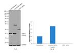 CHP1 Antibody in Western Blot (WB)