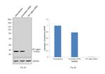 HP1 alpha Antibody