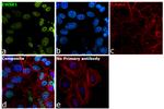 EWSR1 Antibody in Immunocytochemistry (ICC/IF)