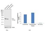 RAN Antibody