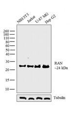 RAN Antibody in Western Blot (WB)