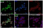 HLA-B Antibody in Immunocytochemistry (ICC/IF)