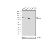 gamma Catenin Antibody