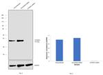 ATP6IP2 Antibody