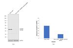 TDP-43 Antibody