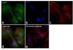 ACAA1 Antibody in Immunocytochemistry (ICC/IF)