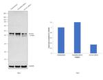 ACAA1 Antibody in Western Blot (WB)