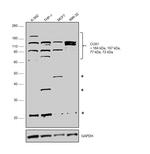 CUX1/Protein CASP Antibody in Western Blot (WB)