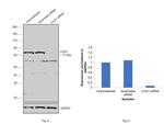 CUX1/Protein CASP Antibody in Western Blot (WB)