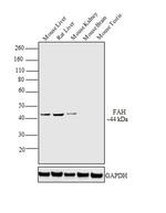 FAH Antibody