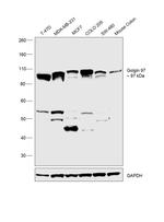 Golgin-97 Antibody in Western Blot (WB)