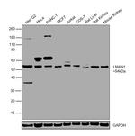 LMAN1 Antibody in Western Blot (WB)