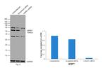 LMAN1 Antibody in Western Blot (WB)