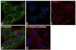 NBR1 Antibody in Immunocytochemistry (ICC/IF)