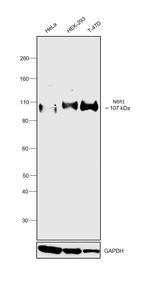 NBR1 Antibody in Western Blot (WB)