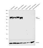 MAG Antibody in Western Blot (WB)