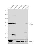 PCCA Antibody