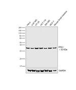 PPA1 Antibody in Western Blot (WB)