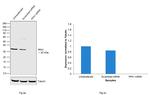 PPA1 Antibody in Western Blot (WB)