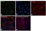 RARS Antibody in Immunocytochemistry (ICC/IF)