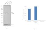 RARS Antibody